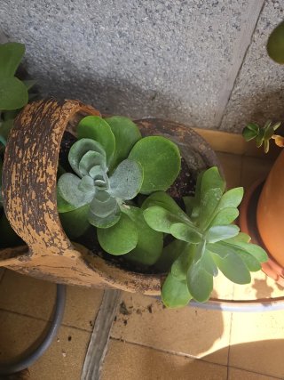 Planta  en maceta de barro