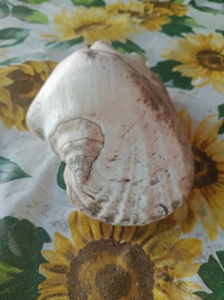 Fósil de caracola