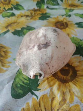 Fósil de caracola
