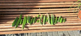 18 esquejes de Pitahaya