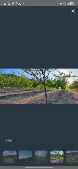 Terreno de cultivo con olivos y almendros