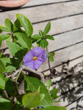 Lycianthes rantonnetii bonsai