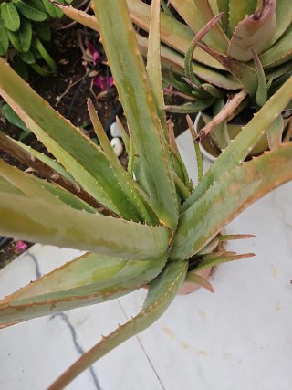 Planta Aloe Vera con Flores Amarillas