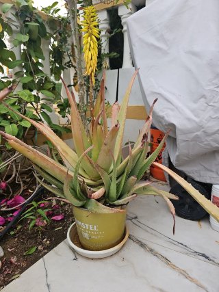 Planta Aloe Vera con Flor Amarilla