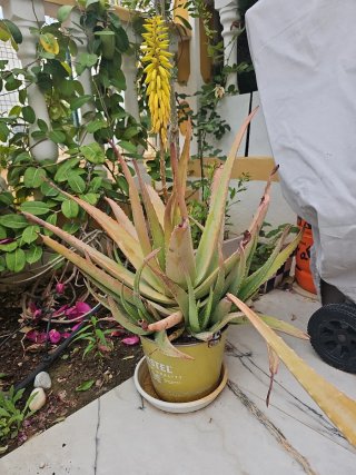 Planta Aloe Vera con Flor Amarilla