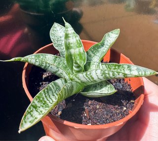 Sansevieria gabriella hyb. 'tough lady’