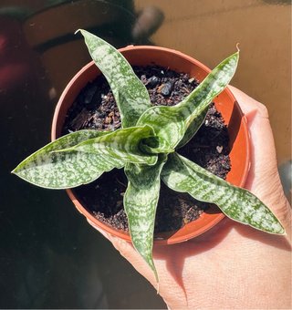 Sansevieria gabriella hyb. 'tough lady’