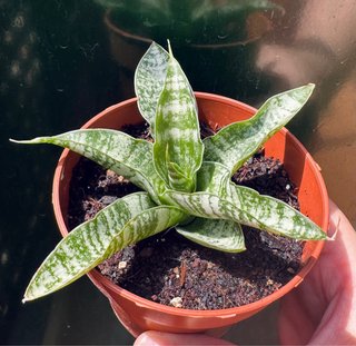 Sansevieria gabriella hyb. 'tough lady’