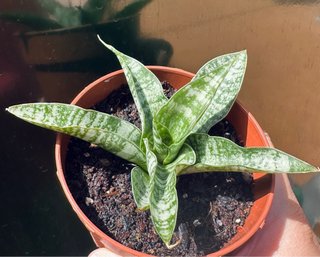 Sansevieria gabriella hyb. 'tough lady’