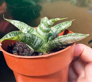 Sansevieria gabriella hyb. 'tough lady’
