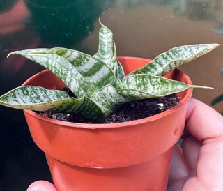 Sansevieria gabriella hyb. 'tough lady’