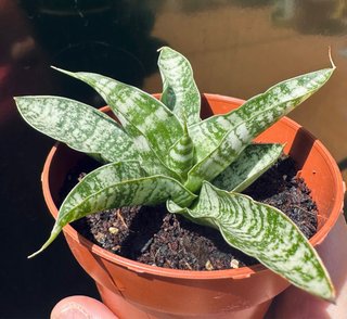 Sansevieria gabriella hyb. 'tough lady’