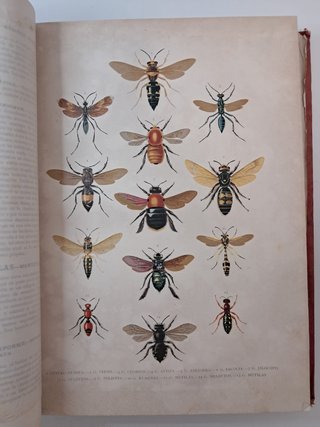 Lote 2 Libros Antiguos S. XIX - Historia Natural