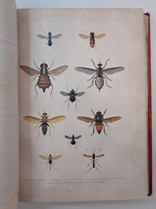 Lote 2 Libros Antiguos S. XIX - Historia Natural