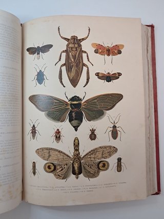 Lote 2 Libros Antiguos S. XIX - Historia Natural