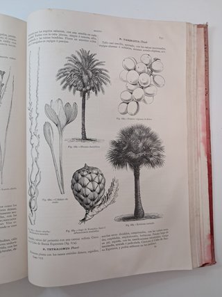 Lote 2 Libros Antiguos S. XIX - Historia Natural