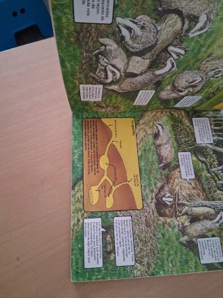 Animales salvajes