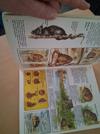 Animales salvajes
