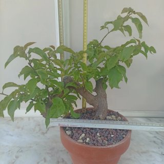 Buganvilla bonsai