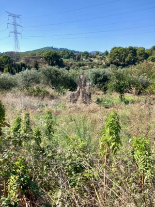 Alquiler terreno