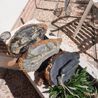 Richiami per caccia in plastica e semi vegetali
