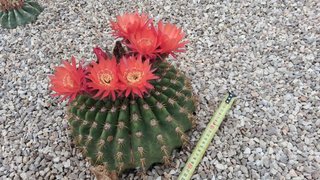 Cactus con flor
