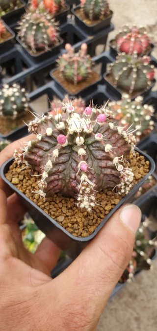 ARASAKA BONSAI - Gymnocalycium 'T-Rex'