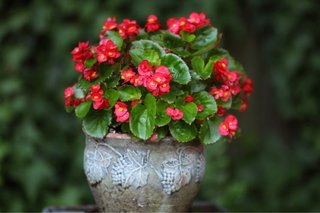 Planta Flor para Exterior/Interior
