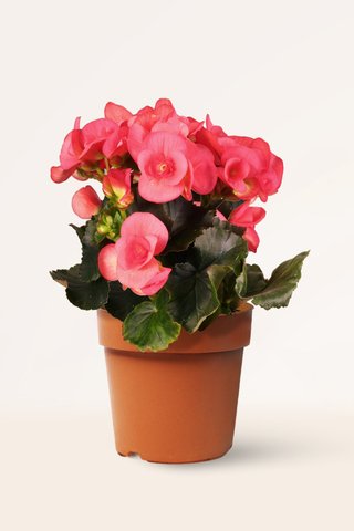 Planta Flor para Exterior/Interior