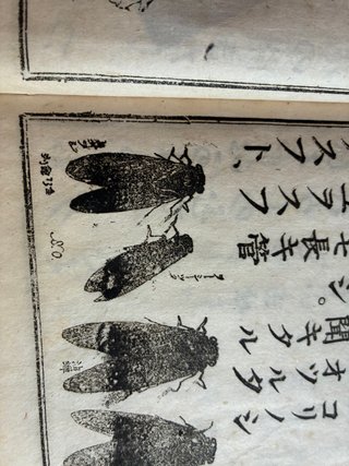 Libro antiguo japonés, texto de colegio 1892