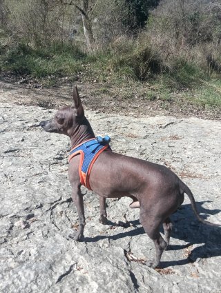 Servicio de paseo canino individual