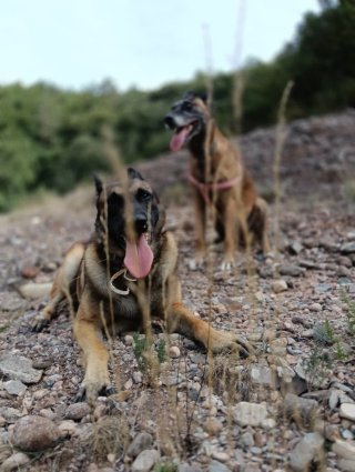 Servicio de paseo canino individual