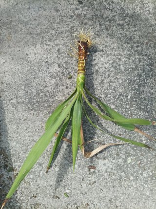 Yucca già radicata