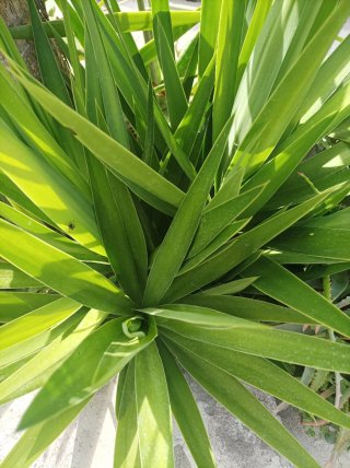 Yucca già radicata
