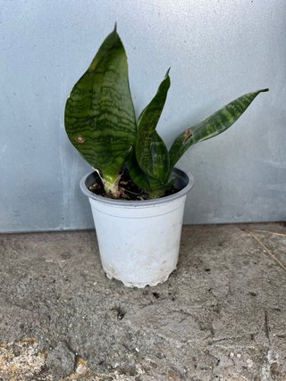 Planta Sansevieria hahnii de coleccion
