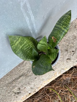 Planta Sansevieria hahnii de coleccion