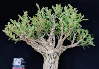 Bonsai Buxus Harlandii