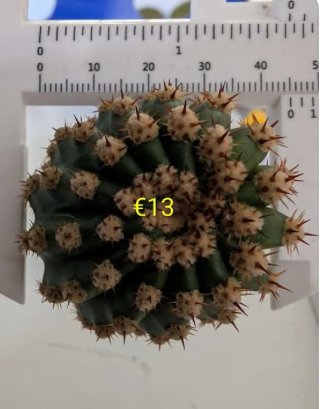 Cactus Trichocereus Code37