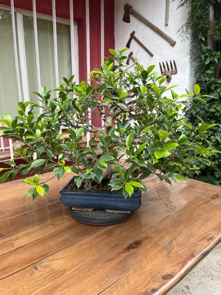Bonsái Ficus