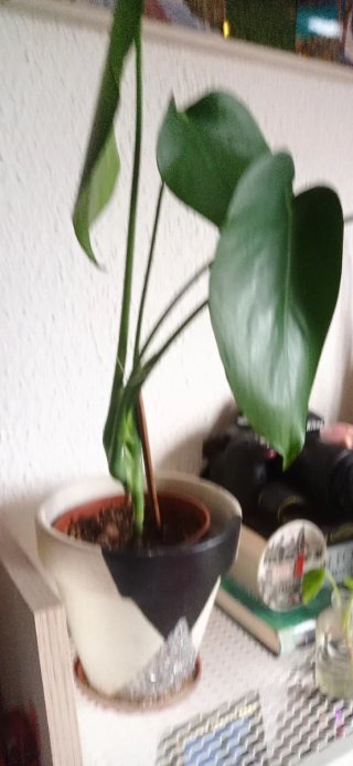 Monstera deliciosa planta