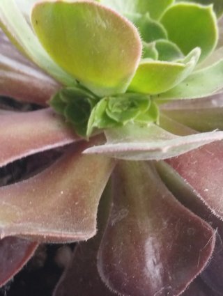 Aeonium Brusing Beauty rainbow. Top colección.