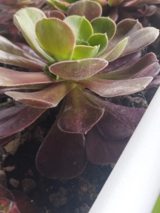 Aeonium Brusing Beauty rainbow. Top colección.
