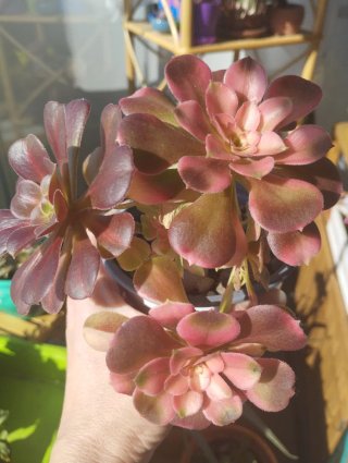 Aeonium Brusing Beauty rainbow. Top colección.