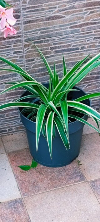 Planta de cintas en maceta
