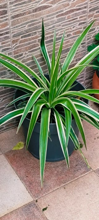 #OFERTA#Planta de cintas en maceta nueva.