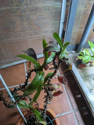 Nepenthes Bloody Mary