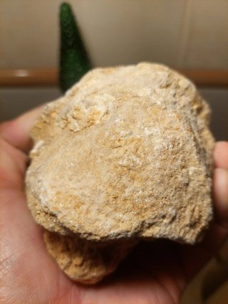 Fóssil Coral Jurássico