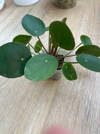 Pilea Peperomioides Planta 2