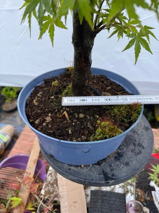 Pre bonsai Arce Palmatum