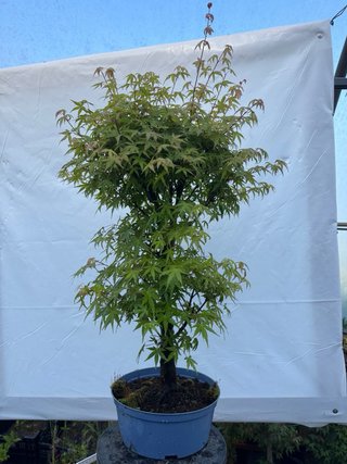 Pre bonsai Arce Palmatum